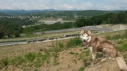 Hol sétálni a kutyát Szocsiban 10 népszerű hely a kutya séta és pihennek a tengerparton, a területen