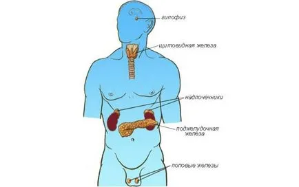 Glanda pituitara - principalele glande endocrine, elixir de sănătate