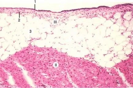 Histologie a inimii