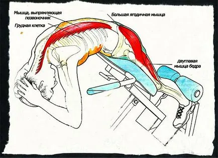 Hiperextensie performante aparate, tipuri și caracteristici de exercitare