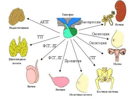 Glanda pituitara - principalele glande endocrine, elixir de sănătate