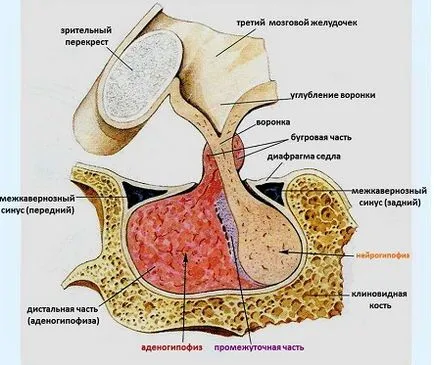 Хипофиза - основните жлезите с вътрешна секреция, еликсир на здравето