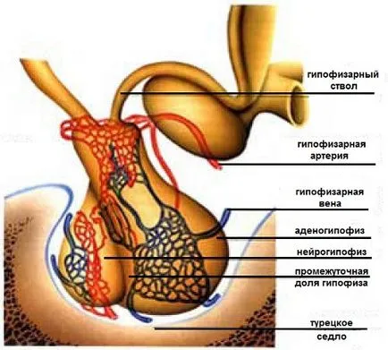 Glanda pituitara - principalele glande endocrine, elixir de sănătate