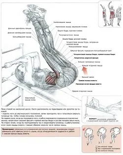 Прибрати живіт - схуднути - зрозуміти і прийняти (м'язи черевного преса) Прибрати живіт - схуднути - зрозуміти і прийняти