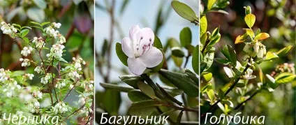 Ділянка на торфовищі що посадити на (розбавляють ВОДИ СУХІ ДРІЖДЖІ) Ділянка на торфовищі що посадити на