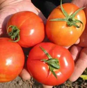 soiuri de tomate olandeze pentru cultivare în site-ul de țară