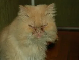 Mély gennyes bőrgyulladás macskáknál, egészségügyi - orvosi portál az egészségügyi