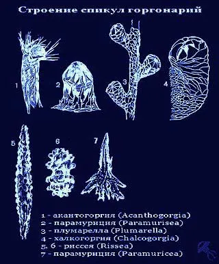 Gorgonian vagy szarukorall