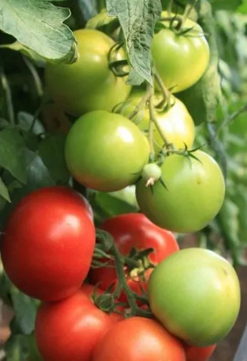 soiuri de tomate olandeze pentru cultivare în site-ul de țară