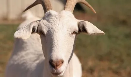 Хороскоп за 2018 коза (овце)