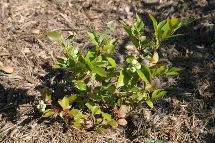 Blueberry Garden, telepítése és karbantartása, fotó