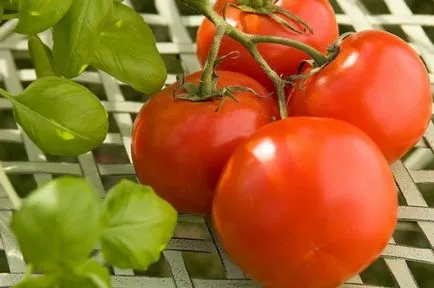 soiuri de tomate olandeze pentru cultivare în site-ul de țară