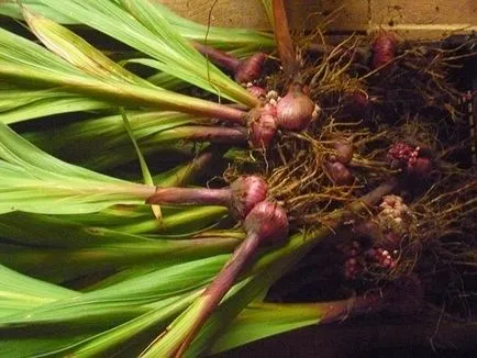 Gladioli избледнял, какво да се прави подходящи грижи след цъфтящи гладиоли - eteplitsa