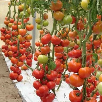soiuri de tomate olandeze pentru cultivare în site-ul de țară