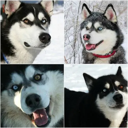 Husky szemek