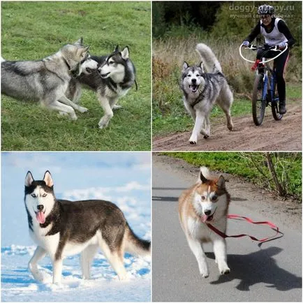 ochii Husky