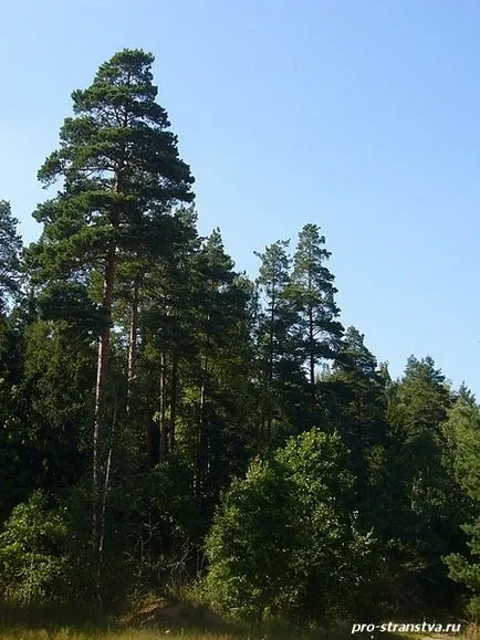 Blue Lake az elővárosi erdőben falu közelében foszforitot