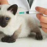 График на котенца ваксинация и котки, както и списък на необходимите ваксинации