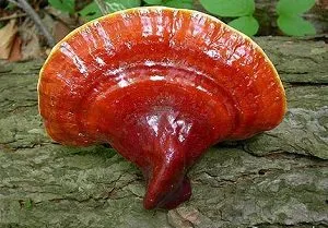 Reishi gomba mi ez, és hogyan kell használni allergia kezelésére