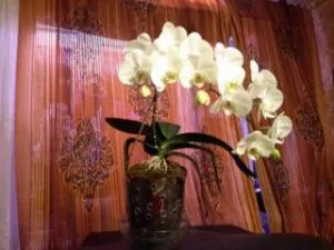 Горещи душове и поливане орхидеи витамини