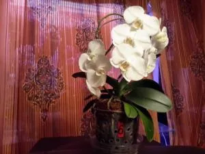 Горещи душове и поливане орхидеи витамини