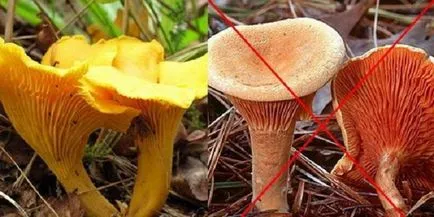 Chanterelles fotografie și descriere, video