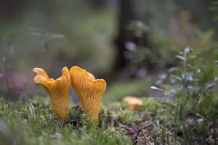 Rókagombával - hogyan kell nézni, hogy hol találja, hogyan kell főzni rókagomba