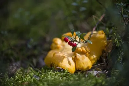 Rókagombával - hogyan kell nézni, hogy hol találja, hogyan kell főzni rókagomba