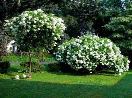 Hortensie în design peisagistic