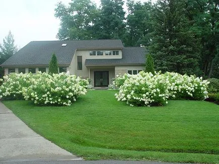 Hortensie în design peisagistic