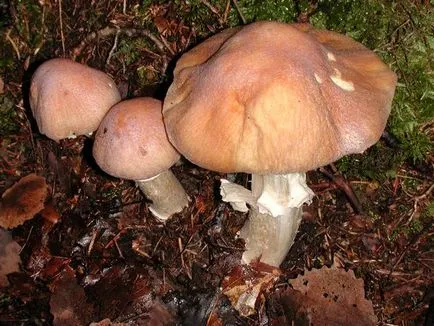 Mushroom пилешки петлета като кисела краставичка, как да се готвя, описание