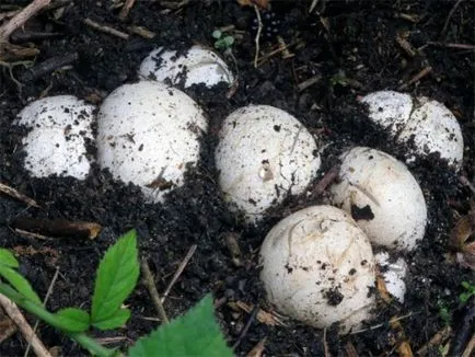 Veselka gomba gyógyászati ​​tulajdonságokkal, mint a bevétel a rák, a mióma, él egy egészséges vonalat