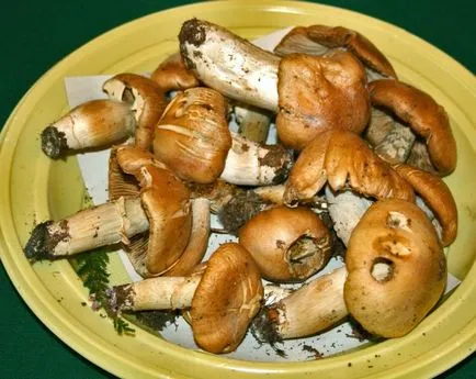 Mushroom пиле - един необичаен вкус