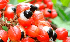 Guarana за отзиви за отслабване, как да се вземат резултатите