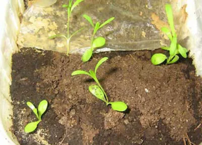 Dianthus chinensis (frottír mix) növekvő magról, ha a növény