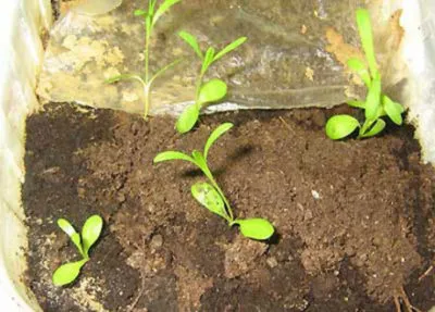 Dianthus chinensis (mix buclate), în creștere din semințe, atunci când pentru a planta