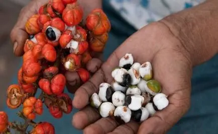 Guarana - un tonic natural pentru întregul corp