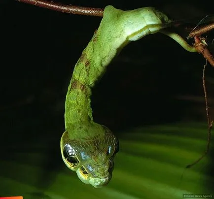 Caterpillar șarpe