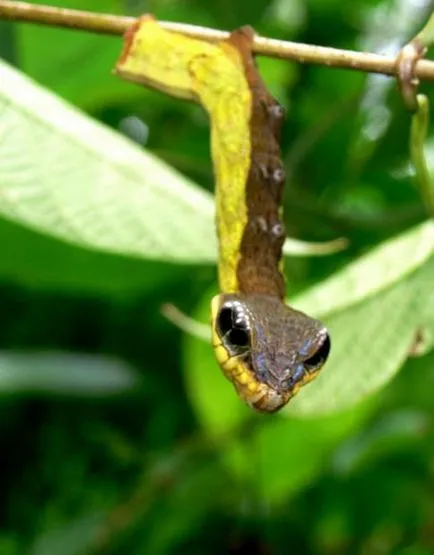 Caterpillar kígyó (latin: