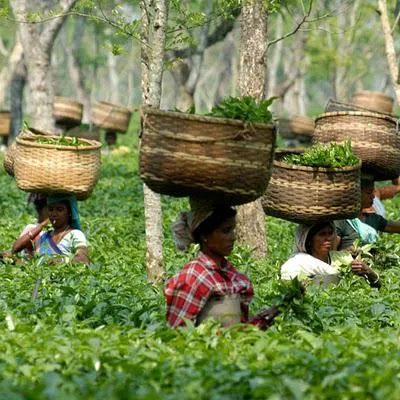 provincia indiană de ceai Assam a producției sale - unul dintre liderii internationali