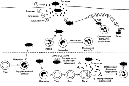 Immunity bakteriális fertőzések ellen, immuninfo