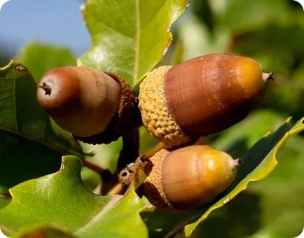 Érdekes tények az élővilág