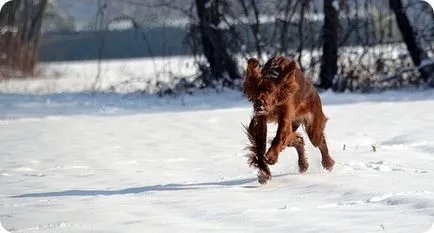 Setter irlandez, fotografii setter irlandez