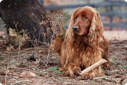 Setter irlandez, fotografii setter irlandez