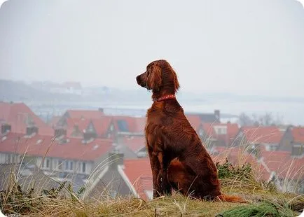 Setter irlandez, fotografii setter irlandez