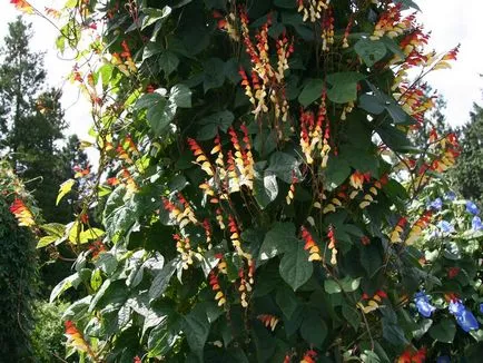 fotografii Morning Glory și specii, de plantare și de îngrijire în câmp deschis