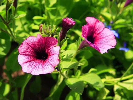 Morning Glory fotók és fajok ültetési és gondozási szabadföldön