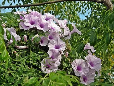 fotografii Morning Glory și specii, de plantare și de îngrijire în câmp deschis