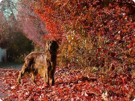 Setter irlandez, fotografii setter irlandez