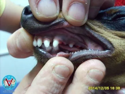 Malocluzii sau de ce câine dinți frumoși